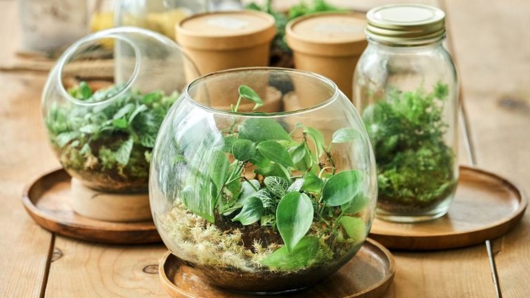 Terrariums fermés ou ouverts – un expert en pépinière vous explique ce qui convient le mieux à votre maison Terrariums fermés ou ouverts – un expert en pépinière vous explique ce qui convient le mieux à votre maison