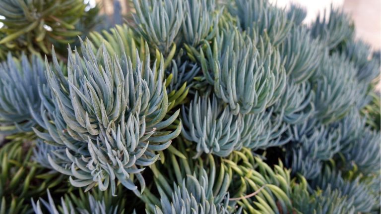 Comment faire pousser une succulente au doigt bleu – conseils d’experts pour cultiver cette succulente structurelle à l’intérieur et dans la cour Comment faire pousser une succulente au doigt bleu – conseils d'experts pour cultiver cette succulente structurelle à l'intérieur et dans la cour