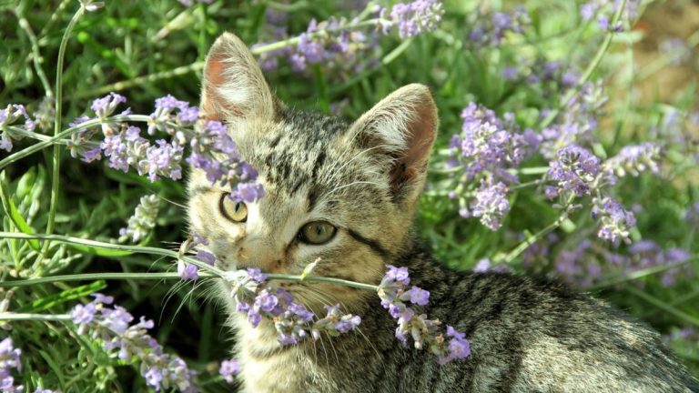 7 plantes répulsives pour chats – conseils d’experts en matière de placement pour repousser les félins indésirables 7 plantes répulsives pour chats – conseils d'experts en matière de placement pour repousser les félins indésirables