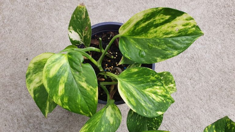 Comment préparer votre propre terreau pour pothos – une solution de bricolage pour garder cette plante d’intérieur rampante heureuse plus longtemps Comment préparer votre propre terreau pour pothos – une solution de bricolage pour garder cette plante d'intérieur rampante heureuse plus longtemps