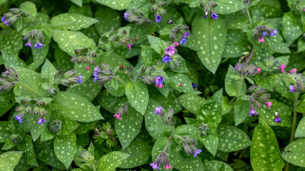 Comment faire pousser la pulmonaire – pour une plante couvre-sol attrayante et nécessitant peu d’entretien, idéale pour les endroits ombragés