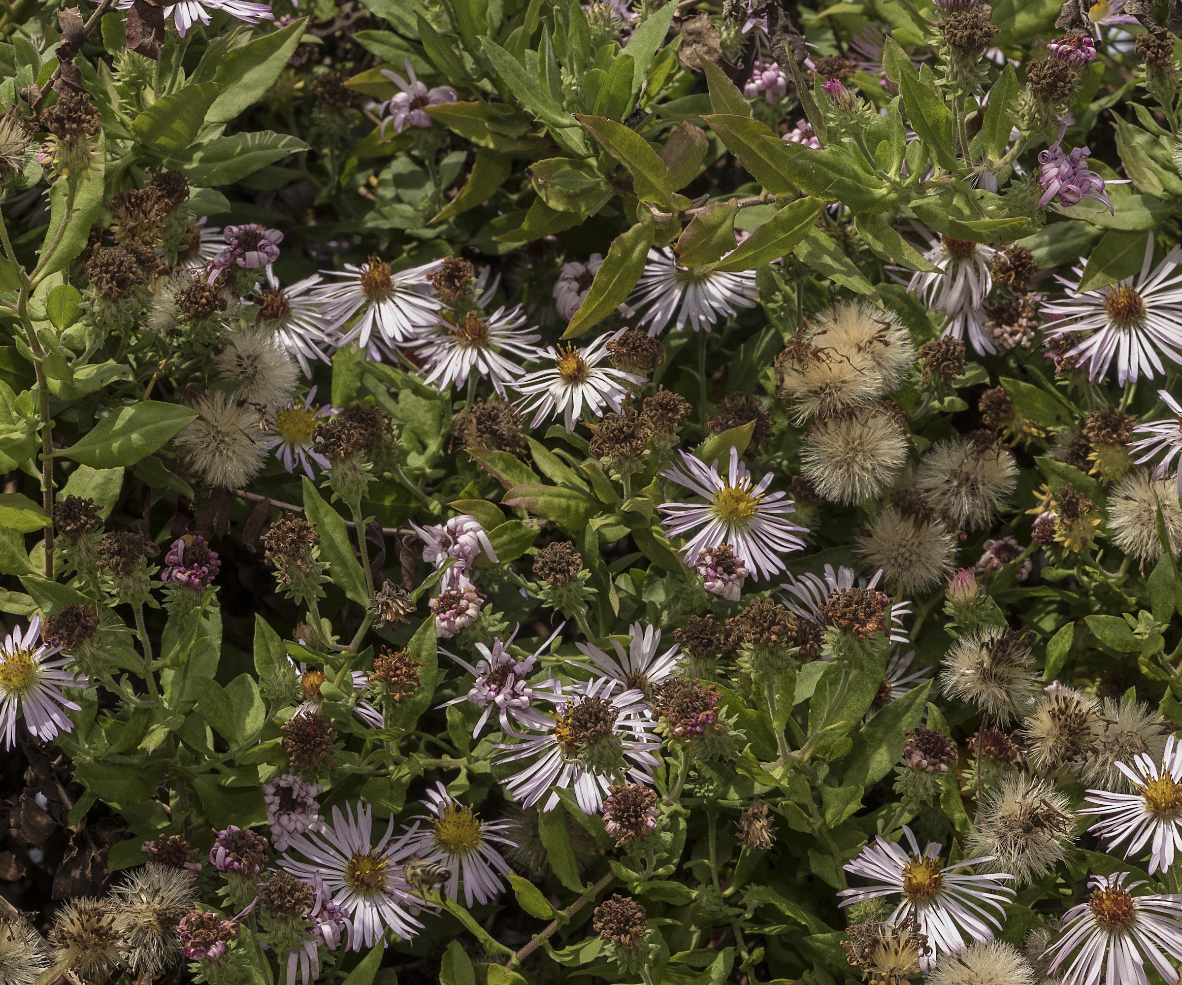 Asters grimpants dans un jardin ensoleillé