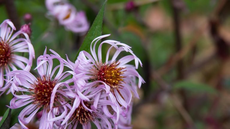 Comment faire pousser des asters grimpants – pour une plante grimpante indigène à fleurs de marguerites lilas Comment faire pousser des asters grimpants – pour une plante grimpante indigène à fleurs de marguerites lilas