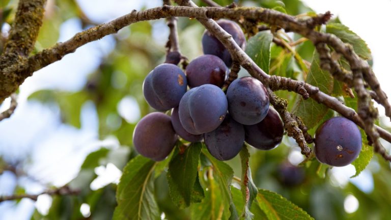 Comment faire fructifier un arbre de prune – 3 conseils d’experts pour cultiver cette culture acidulée et violette Comment faire fructifier un arbre de prune - 3 conseils d'experts pour cultiver cette culture acidulée et violette