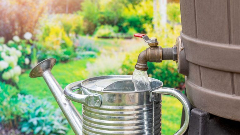 Est-il illégal de récupérer l’eau de pluie ? Pourquoi puiser de l’eau dans votre jardin pourrait être illégal – et comment éviter une amende Est-il illégal de récupérer l'eau de pluie ? Pourquoi puiser de l'eau dans votre jardin pourrait être illégal – et comment éviter une amende