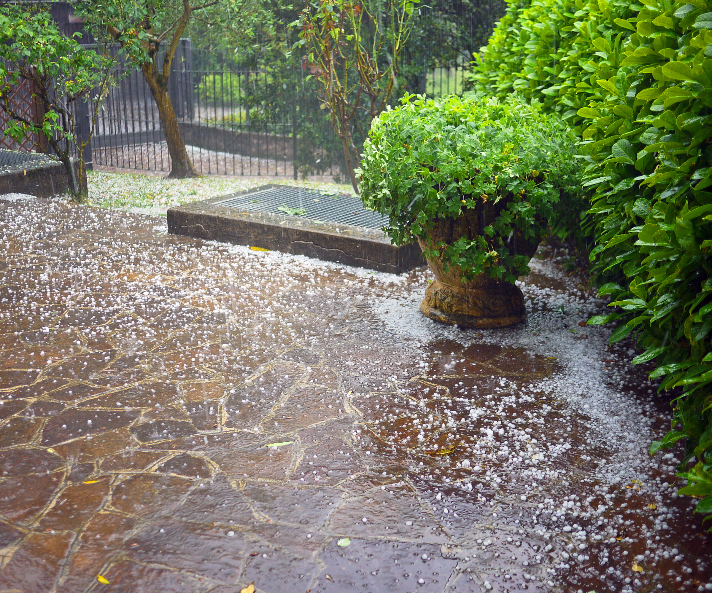 Haies sous la pluie