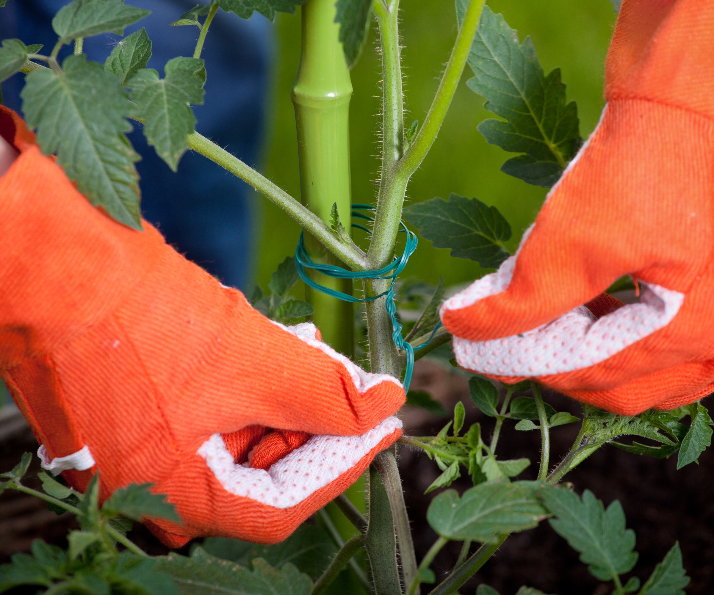 Jalonner les plantes pour les soutenir et les sécuriser