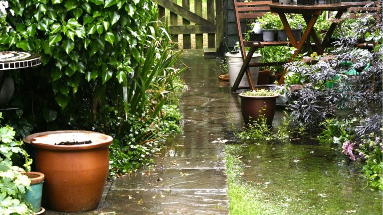 Comment protéger les plantes d’une tempête – 5 actions clés à prendre avant les intempéries pour assurer leur sécurité Comment protéger les plantes d’une tempête – 5 actions clés à prendre avant les intempéries pour assurer leur sécurité