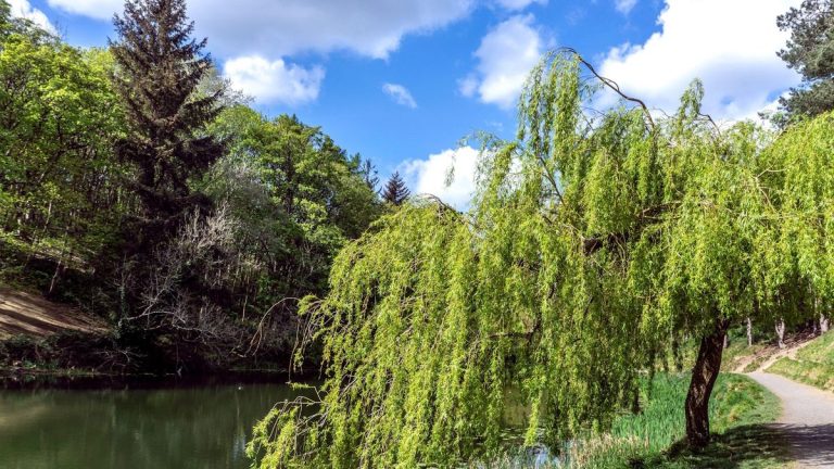 Vous souffrez d'un sol gorgé d'eau dans votre jardin ? Ces 5 arbres absorbant l'humidité peuvent résoudre les cauchemars de drainage de manière naturelle et rapide