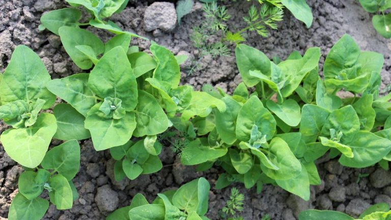 Comment faire pousser de l'orach – pourquoi vous devez découvrir cette plante verte à feuilles étonnamment facile à cultiver et riche en nutriments