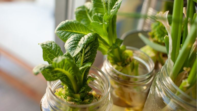 J'ai économisé des centaines de dollars avec ces 5 idées de jardin hydroponique DIY faciles – certaines étaient même gratuites à réaliser