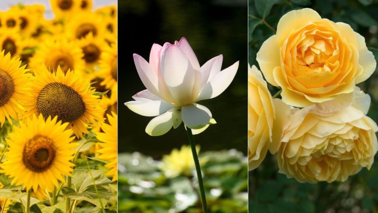 Les experts en plantes révèlent 5 plantes porte-bonheur qui apporteront la bonne fortune en 2025 – et comment les cultiver dans votre propre jardin