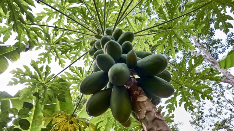 « Les papayes sont exceptionnellement faciles à cultiver » : un expert en plantes tropicales révèle les secrets du succès