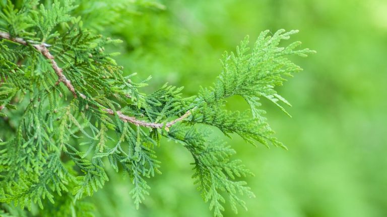 Arbres à feuilles persistantes à ne jamais pousser – 5 espèces gênantes à éviter et que planter à la place