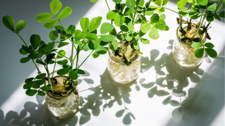Je suis journaliste en jardinage et je suis convaincu que ces 5 tendances du jardinage hydroponique sont les seules dans lesquelles il vaut la peine d'investir du temps et de l'argent pour 2025.