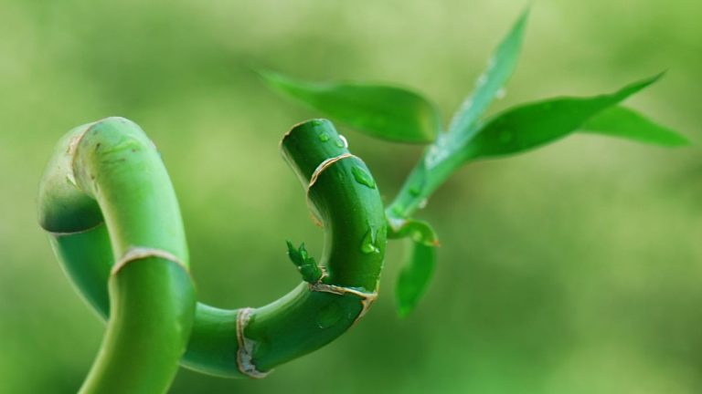 Où placer le bambou porte-bonheur pour apporter énergie positive, santé et équilibre dans votre maison, selon les experts du Feng Shui