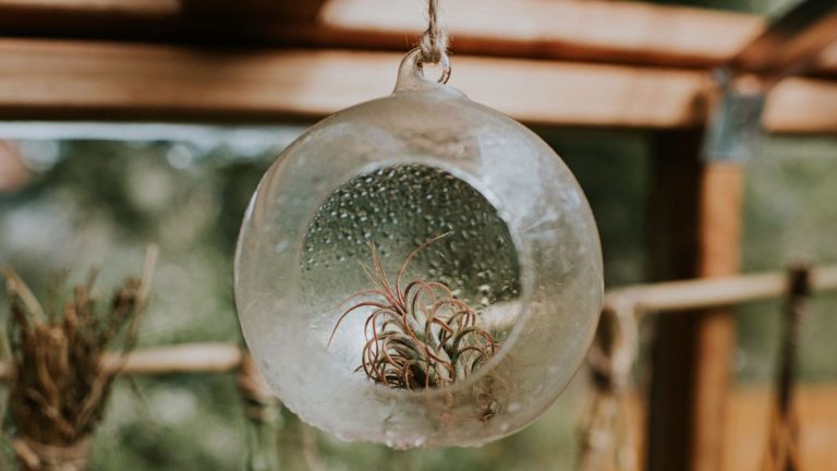 Terrariums de plantes aériennes et terrariums succulents – les experts en plantes expliquent la différence et révèlent ce qui convient le mieux à votre maison