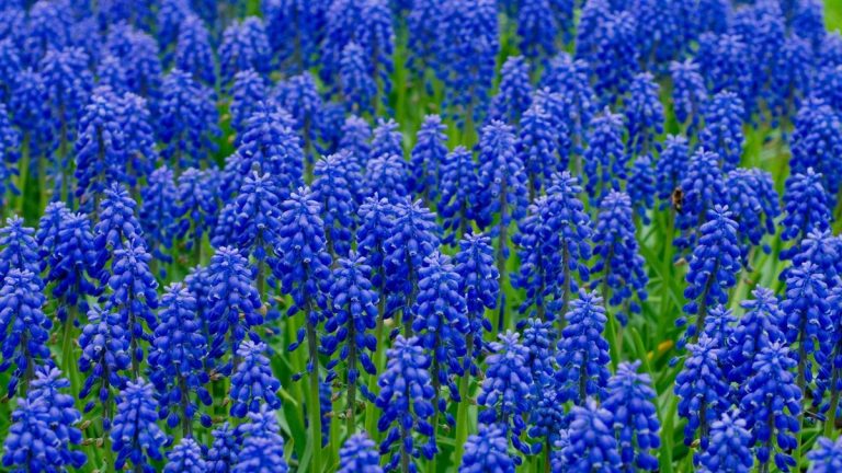 Comment faire pousser du muscari – conseils de professionnels pour cultiver ces bulbes nécessitant peu d’entretien, pour des tapis de fleurs indigo sans effort au printemps