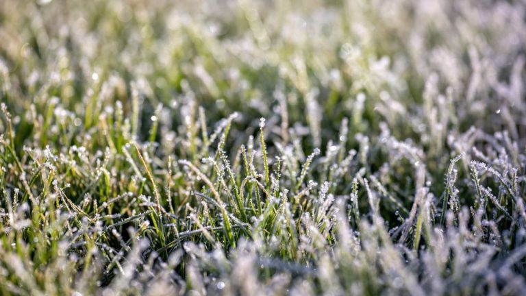6 choses que les experts en pelouse vous conseillent de ne jamais faire avec votre gazon en hiver – et ce que vous devriez faire à la place