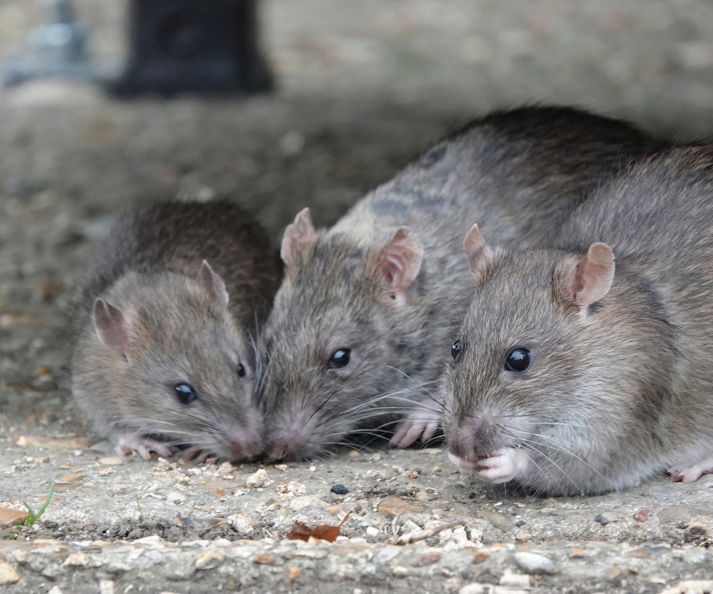 Des rats mangent des restes