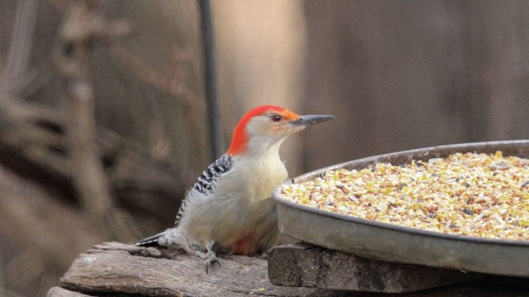 Ai-je une mangeoire à oiseaux infectée dans la cour ? Voici comment repérer les signes avant-coureurs et prévenir une contamination mortelle