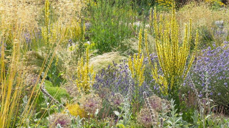 Comment faire pousser de la molène commune – étapes simples et expertes pour une hauteur spectaculaire et des couleurs estivales infinies dans vos bordures