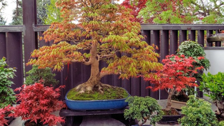 Les bonsaïs les plus simples pour les débutants – 5 plantes infaillibles pour vous aider à maîtriser l’art du jardinage en miniature Les bonsaïs les plus simples pour les débutants – 5 plantes infaillibles pour vous aider à maîtriser l’art du jardinage en miniature