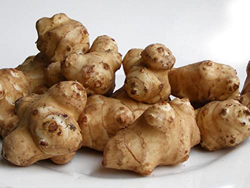 25 tubercules de topinambour vivants | Topinambours par Greenhouse Pca | Bulbes de topinambour frais à manger ou à planter