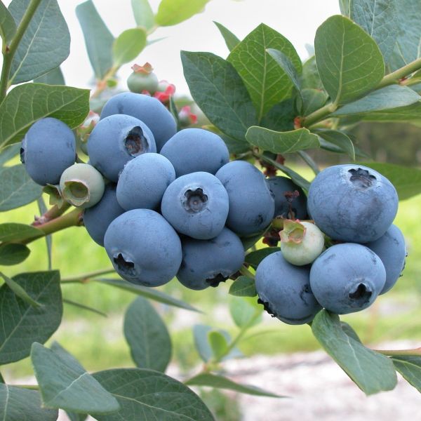 Buisson de bleuets Patriot
