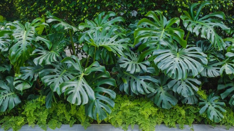 Peut-on faire pousser des monstres en extérieur ? Un expert en plantes révèle où dans le monde vous pouvez cultiver ces succulentes feuilles de la jungle dans votre jardin Peut-on faire pousser des monstres en extérieur ? Un expert en plantes révèle où dans le monde vous pouvez cultiver ces succulentes feuilles de la jungle dans votre jardin