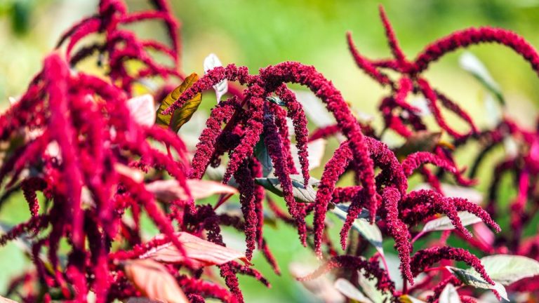 « Si vous ne cultivez qu’une seule fleur cette année, faites-la saigner d’amour » : comment faire pousser cette plante saisissante avec des cascades de fleurs pourpres « Si vous ne cultivez qu'une seule fleur cette année, faites-la saigner d'amour » : comment faire pousser cette plante saisissante avec des cascades de fleurs pourpres