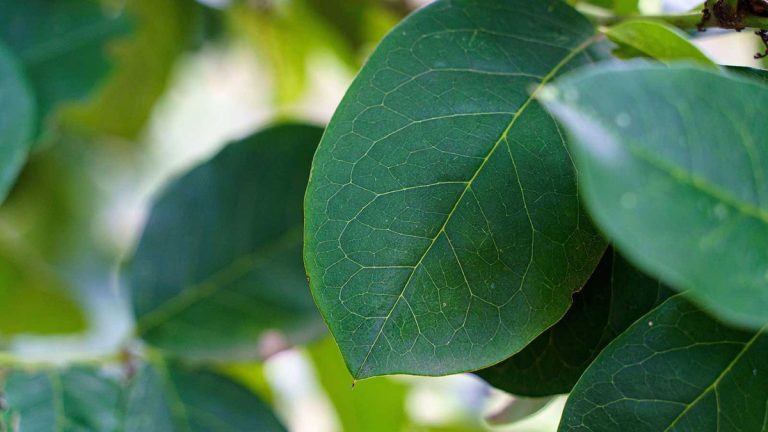 Comment faire pousser du yerba maté – des professionnels du soin des plantes vous conseillent sur les meilleures conditions pour obtenir un feuillage luxuriant qui peut être transformé en votre propre boisson « maté » Comment faire pousser du yerba maté – des professionnels du soin des plantes vous conseillent sur les meilleures conditions pour obtenir un feuillage luxuriant qui peut être transformé en votre propre boisson « maté »