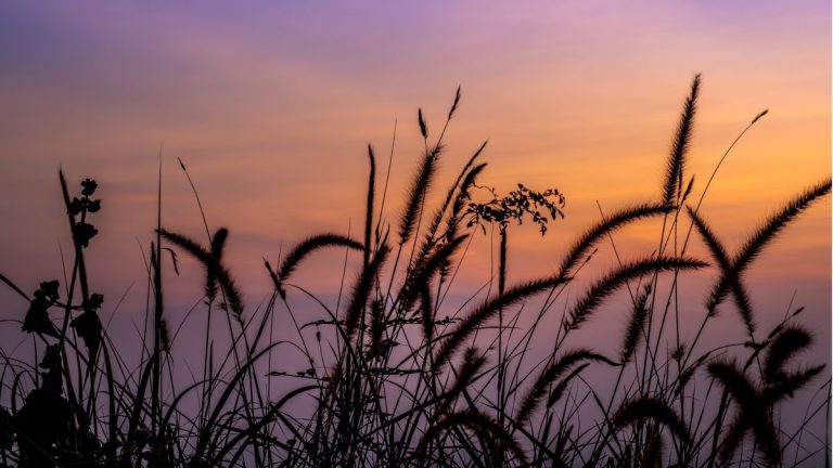 Ces 5 activités de jardinage vous aideront à vaincre votre blues de janvier – nous vous promettons qu’elles sont toutes joyeuses et faciles à réaliser. Ces 5 activités de jardinage vous aideront à vaincre votre blues de janvier – nous vous promettons qu'elles sont toutes joyeuses et faciles à réaliser.