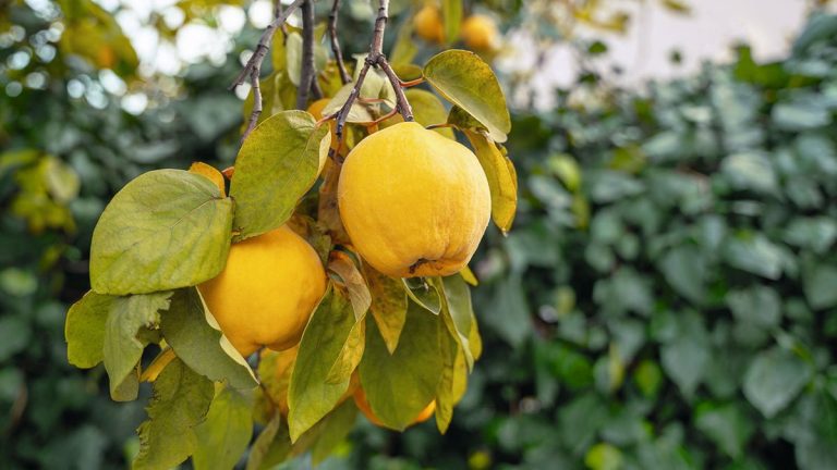 Comment tailler les coings : les conseils d’un arboriculteur pour les rendre moins vulnérables aux maladies et vous récompenser avec de grosses récoltes de fruits parfumés Comment tailler les coings : les conseils d'un arboriculteur pour les rendre moins vulnérables aux maladies et vous récompenser avec de grosses récoltes de fruits parfumés