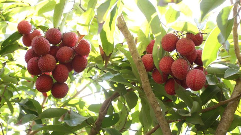 Comment faire pousser du litchi – un expert en arbres tropicaux décrit les domaines clés que vous devez maîtriser pour découvrir la beauté et la générosité d’un litchi Comment faire pousser du litchi - un expert en arbres tropicaux décrit les domaines clés que vous devez maîtriser pour découvrir la beauté et la générosité d'un litchi