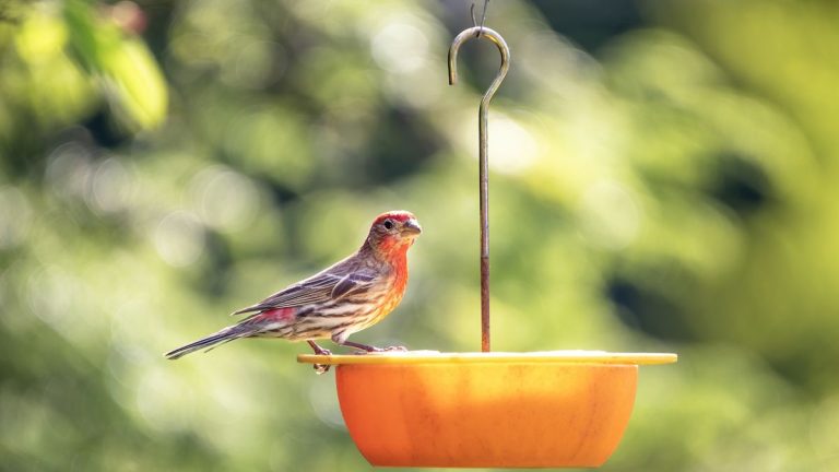 Dois-je retirer ma mangeoire à oiseaux pendant l’épidémie de grippe aviaire ? Des experts révèlent comment assurer la sécurité des oiseaux des jardins Dois-je retirer ma mangeoire à oiseaux pendant l'épidémie de grippe aviaire ? Des experts révèlent comment assurer la sécurité des oiseaux des jardins