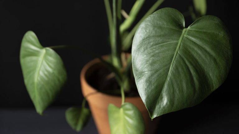 Pourquoi mon monstera ne pousse-t-il pas de feuilles fendues ? Les experts en plantes révèlent 3 causes courantes – ainsi que des conseils pour obtenir à nouveau une fenestration des feuilles Pourquoi mon monstera ne pousse-t-il pas de feuilles fendues ? Les experts en plantes révèlent 3 causes courantes – ainsi que des conseils pour obtenir à nouveau une fenestration des feuilles