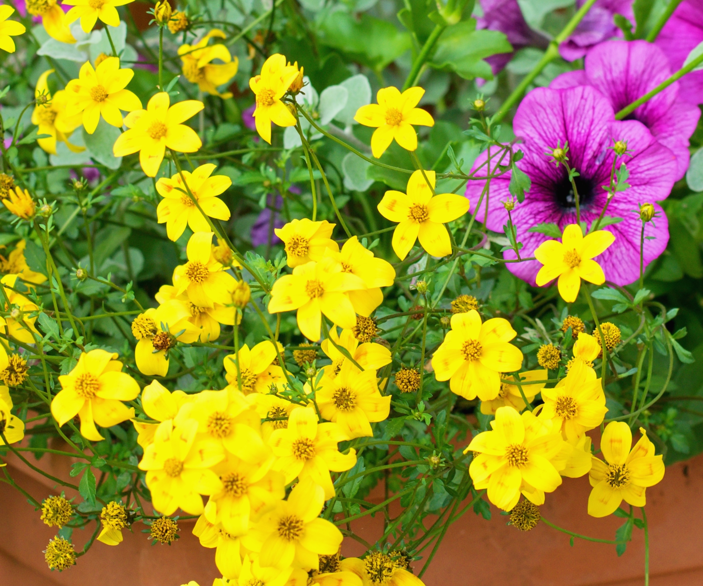 Comment faire pousser des bidens – pour créer sans effort une ...
