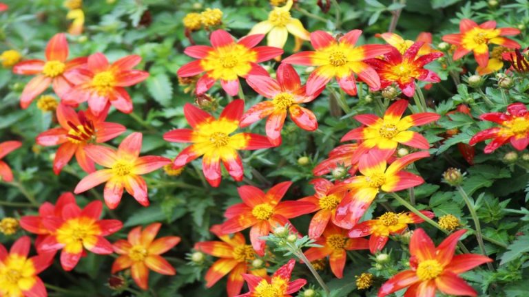 Comment faire pousser des bidens – pour créer sans effort une couverture de couleurs joyeuses dans vos bordures et jardinières Comment faire pousser des bidens – pour créer sans effort une couverture de couleurs joyeuses dans vos bordures et jardinières
