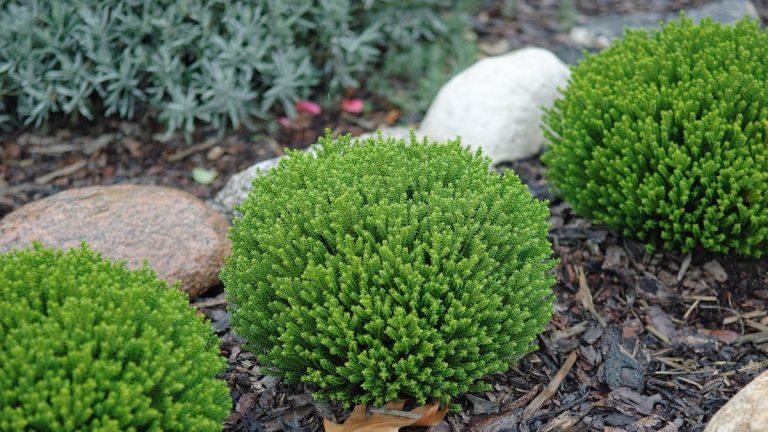 Meilleurs conifères nains pour les petits espaces – 5 arbustes compacts pour une verdure toute l’année Meilleurs conifères nains pour les petits espaces – 5 arbustes compacts pour une verdure toute l’année