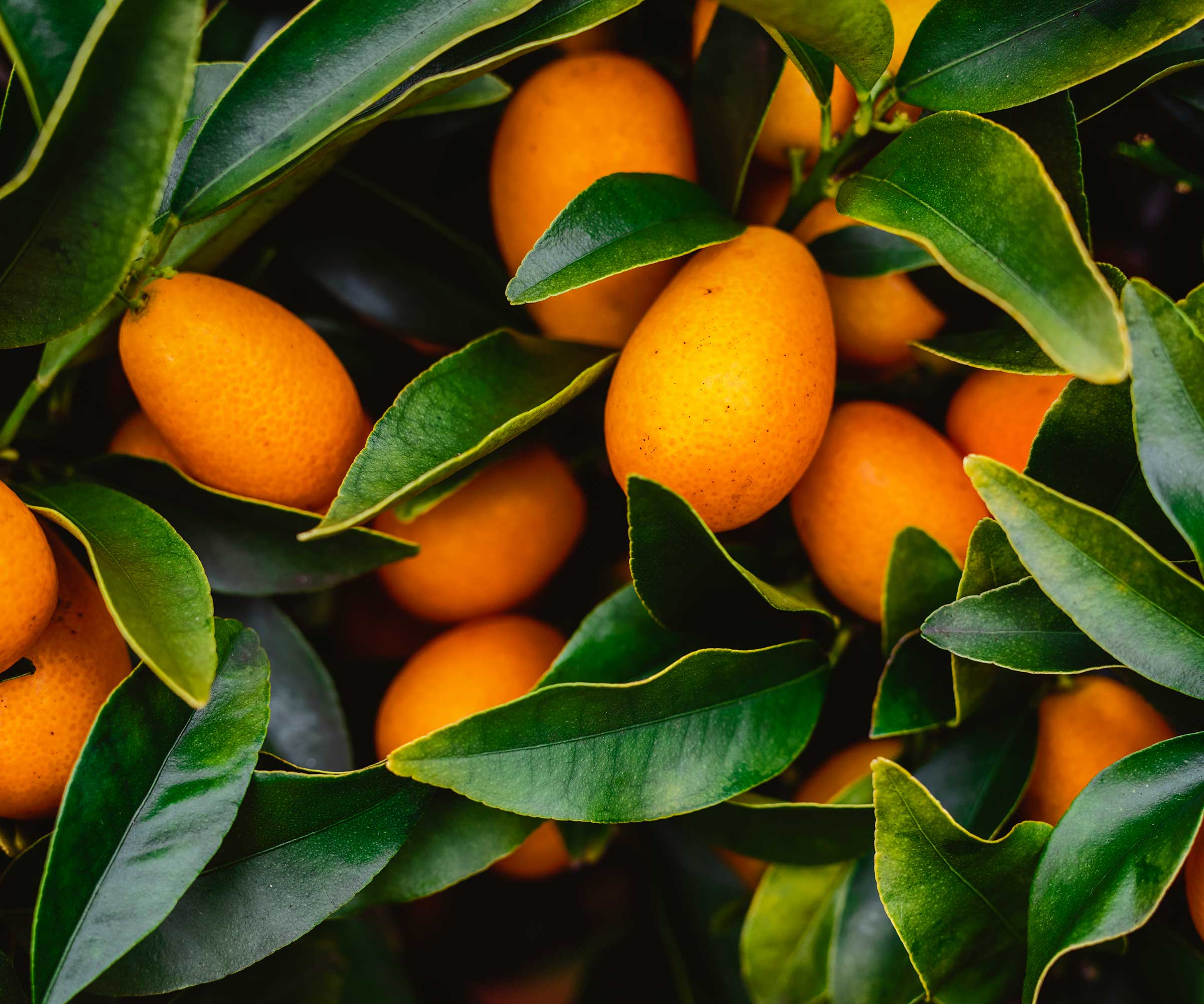 fruits de kumquat sur l'arbre