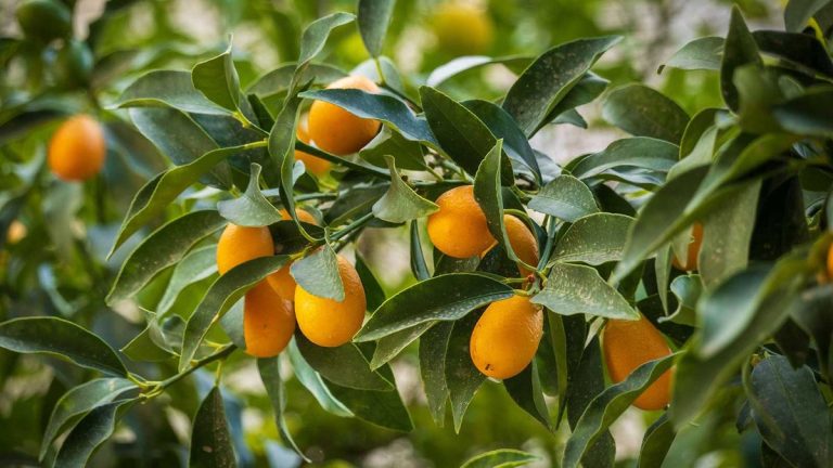 Comment faire pousser un kumquat à l’intérieur – un guide expert sur ces charmants agrumes Comment faire pousser un kumquat à l’intérieur – un guide expert sur ces charmants agrumes