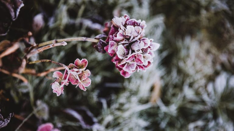 Comment hiverner les hortensias – 3 actions essentielles, selon les experts en jardinage, pour que ces arbustes à fleurs passent l’hiver Comment hiverner les hortensias – 3 actions essentielles, selon les experts en jardinage, pour que ces arbustes à fleurs passent l’hiver