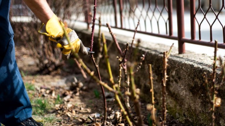 8 des meilleures plantes à tailler en janvier pour des arbustes et buissons fruitiers sains et vigoureux 8 des meilleures plantes à tailler en janvier pour des arbustes et buissons fruitiers sains et vigoureux
