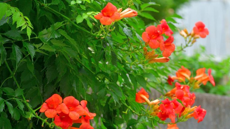 Cet aimant colibri transformera n’importe quel jardin en une seule saison – comment faire pousser la vigne trompette vibrante Cet aimant colibri transformera n'importe quel jardin en une seule saison – comment faire pousser la vigne trompette vibrante