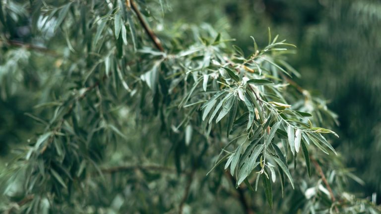 Plantes de haies envahissantes à éviter – 5 espèces vigoureuses pour garder notre cour et ce que vous devriez cultiver à la place Plantes de haies envahissantes à éviter - 5 espèces vigoureuses pour garder notre cour et ce que vous devriez cultiver à la place