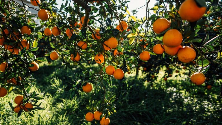 Comment tailler un oranger – 6 étapes simples recommandées par des horticulteurs expérimentés pour des arbres sains et des récoltes délicieuses Comment tailler un oranger – 6 étapes simples recommandées par des horticulteurs expérimentés pour des arbres sains et des récoltes délicieuses
