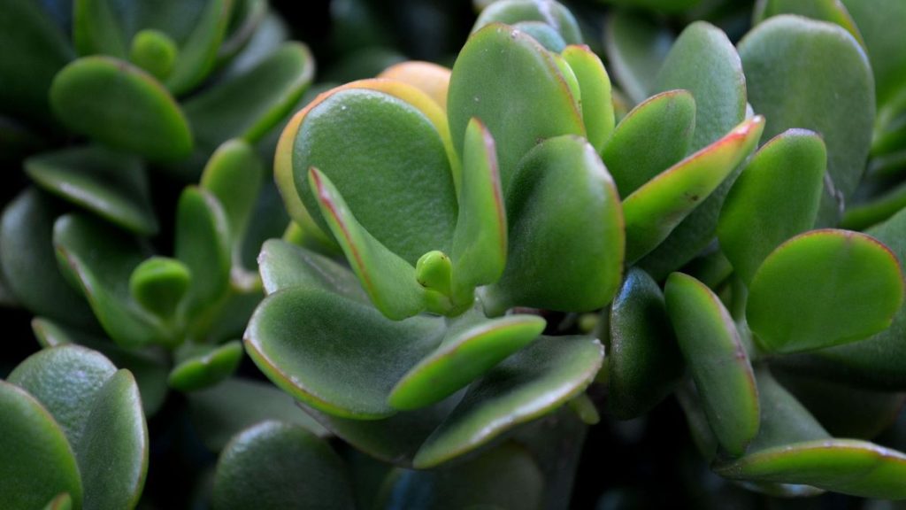 Où placer une plante de jade pour la richesse, la vitalité et la chance, selon Feng Shui experts Où placer une plante de jade pour la richesse, la vitalité et la chance, selon Feng Shui experts