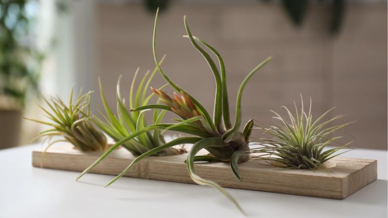 3 erreurs de plantes aériennes, selon un expert en plantes, sont susceptibles de tuer la vôtre – ainsi que des conseils sur la façon de les éviter