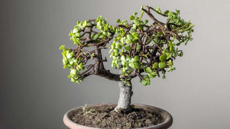 5 erreurs de bonsaï, les experts des plantes disent que tue votre mini arboretum – et comment ne plus jamais les refaire Comment maîtriser l’art de cultiver des bonsaïs de jade nains – une plante d’intérieur nécessitant peu d’entretien et censée porter chance